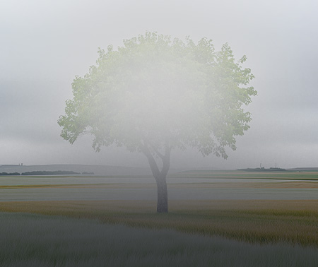 중심 시야 흐림